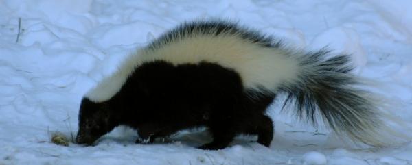 Skunks can sleep long periods without food during winter.