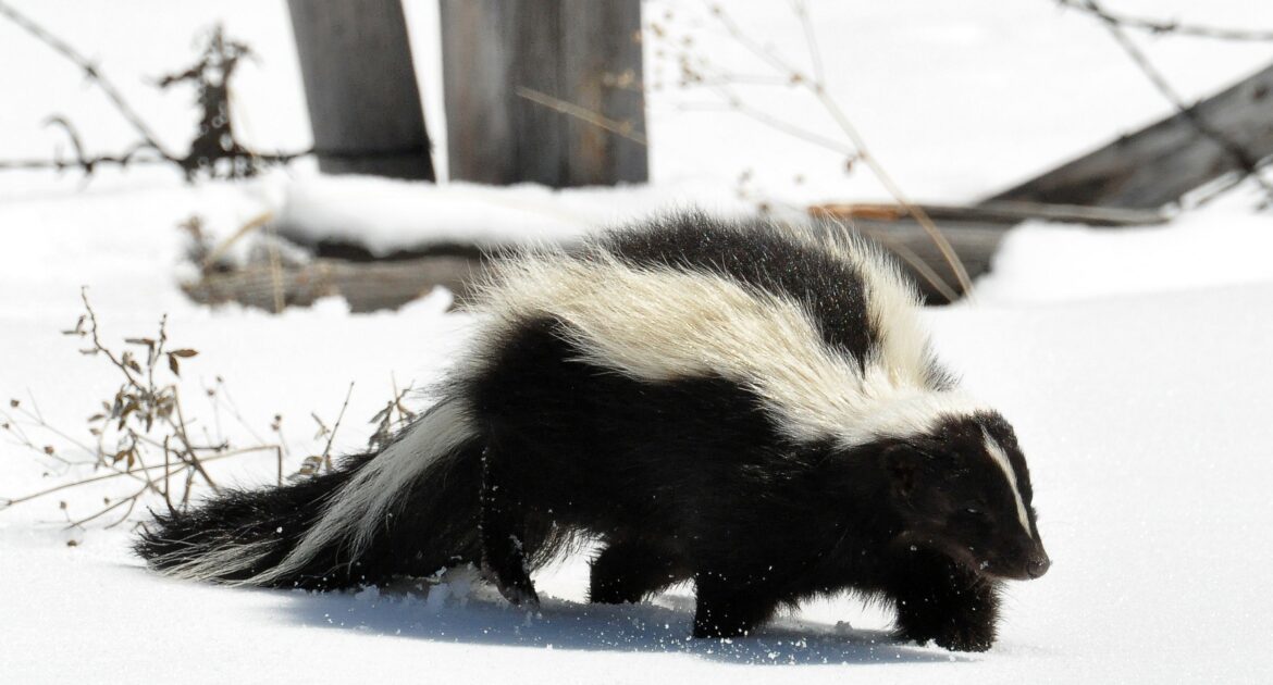 Winter Skunk Removal Pickering