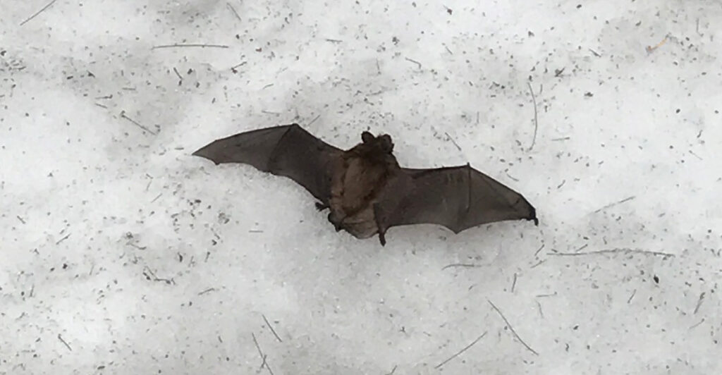 Surprising Facts About Bats in Winter from the Experts