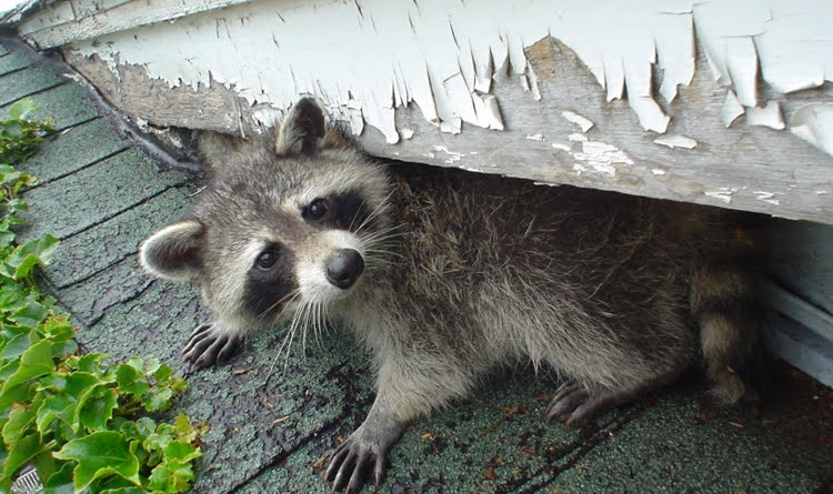 Raccoon in Backyard