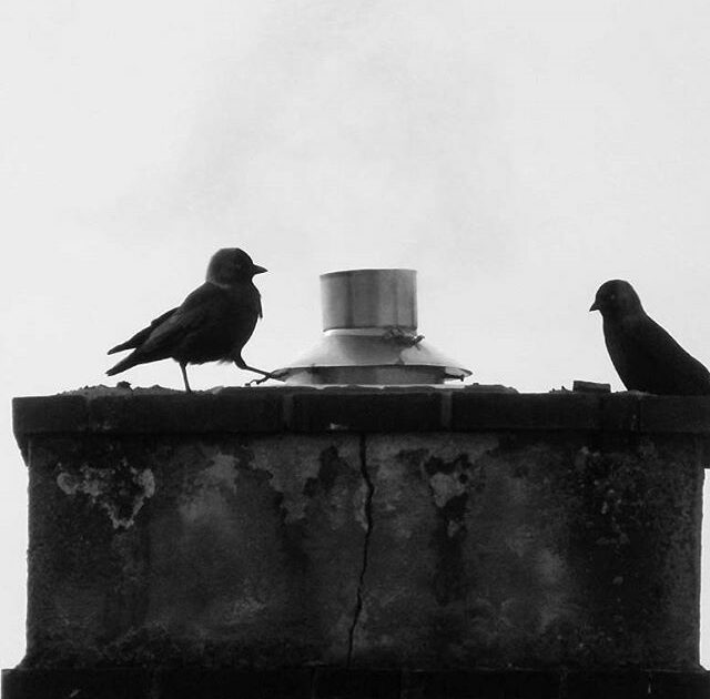 Bird Removal
