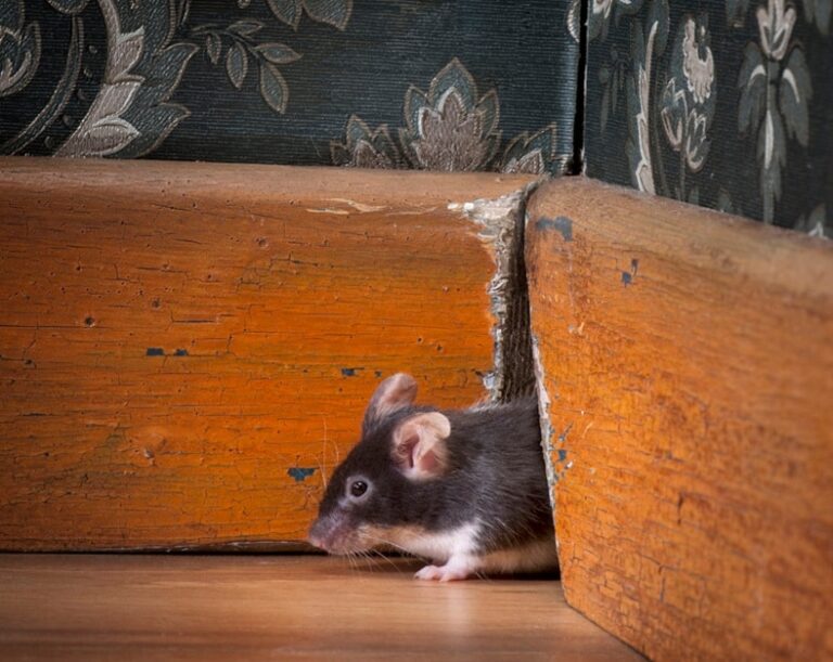 Keeping Mice Problems under Control this Winter