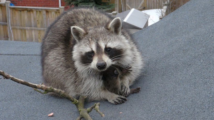 Raccoon Removal Pickering