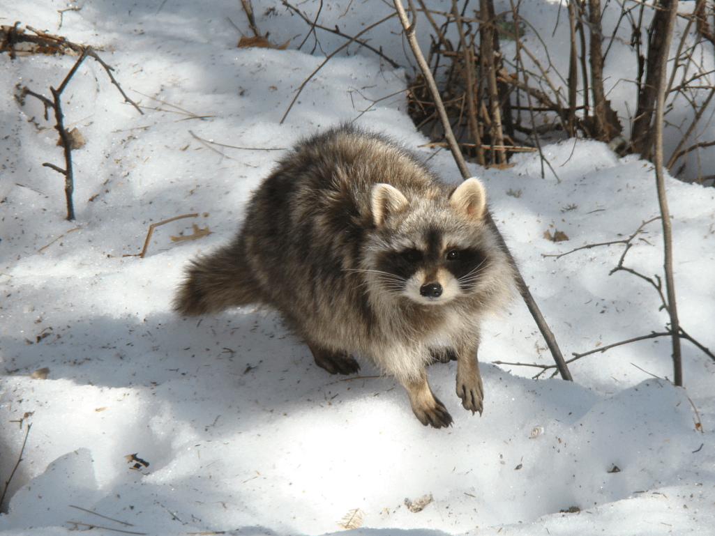 how do raccoons survive winter