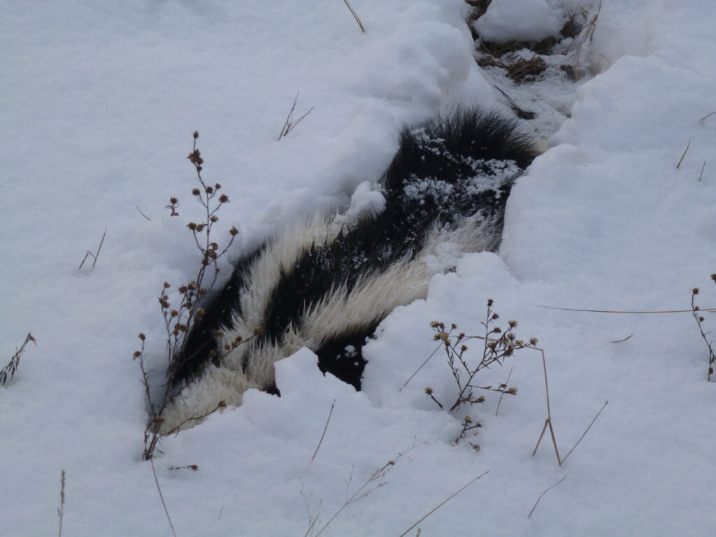 Skedaddle Animal Control: What Skunks are Up to In Winter