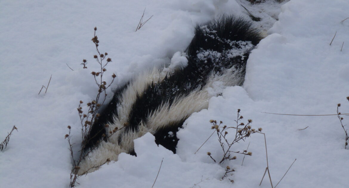 skunks hibernate skunks hibernate