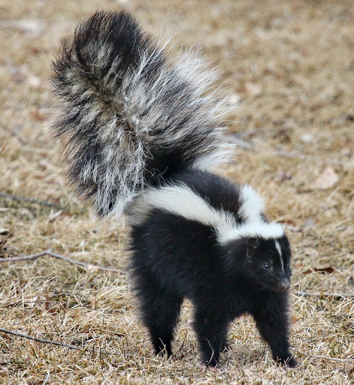 Pickering Animal Control: How to keep Skunks away