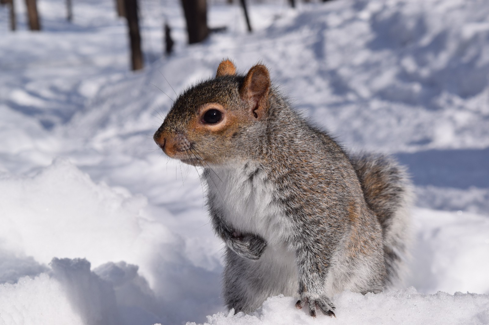 Trapping squirrels - is it legal and how do you go about it