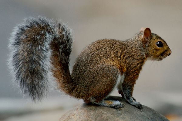 Squirrel in the Attic
