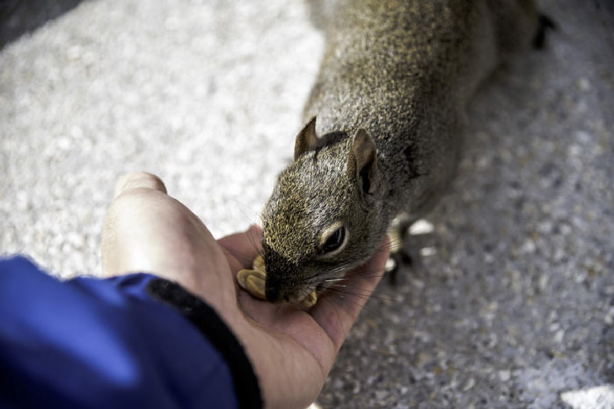 Why You Shouldn't Be Feeding Wildlife in Winter | Skedaddle Humane Wildlife Control Why You Shouldn't Be Feeding Wildlife in Winter | Skedaddle Humane Wildlife Control