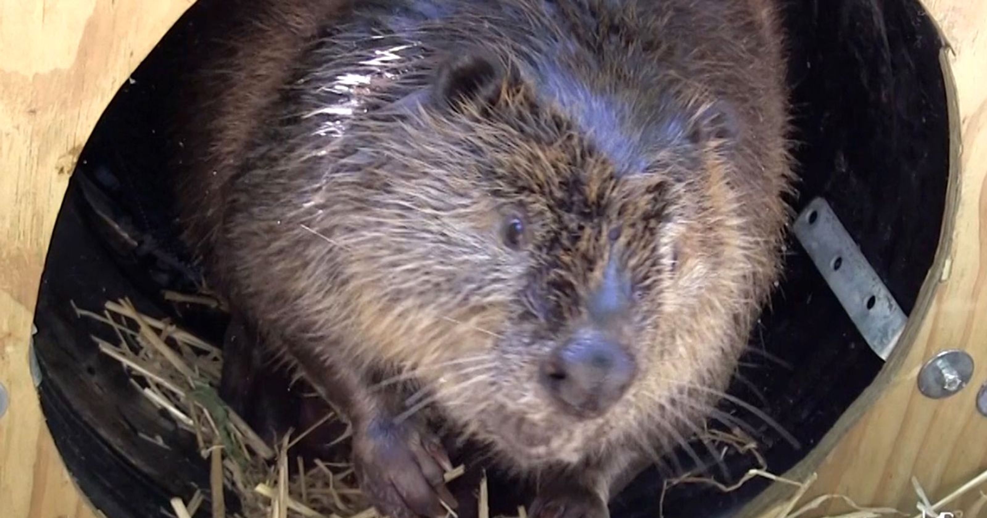 Wildlife Removal Services The Return of Milwaukee’s Beavers