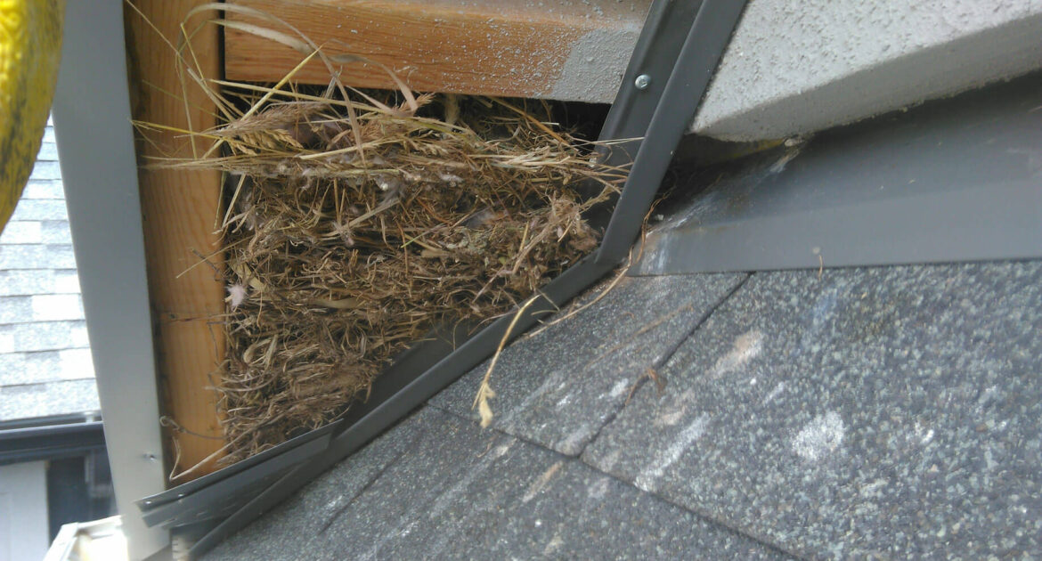 Blog 5.starling nest
