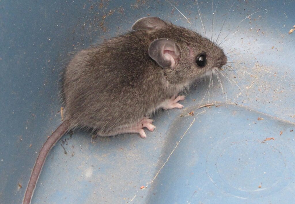 Deer Mouse