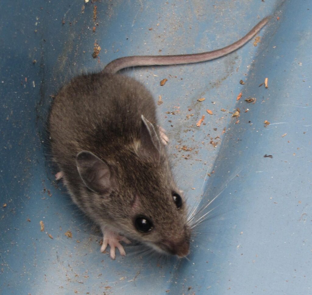 House Mouse