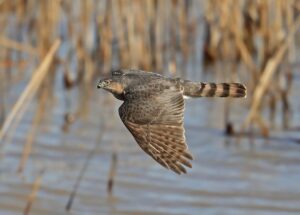 Humane Animal Control: Birds Making Oshawa their Home