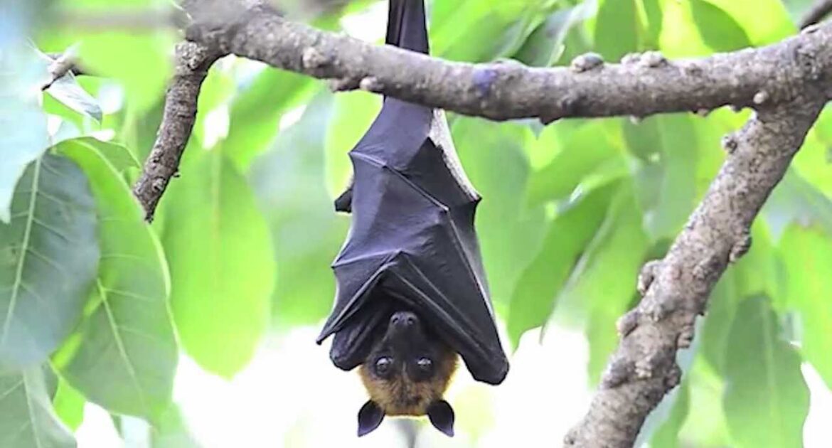 bat on tree