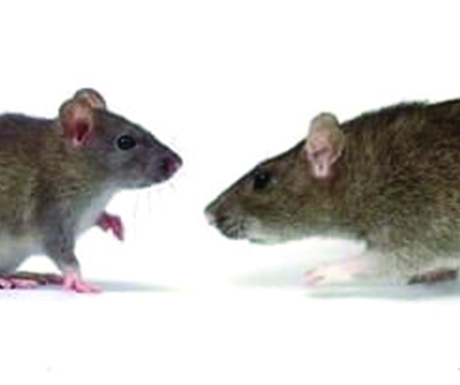 mouse_vs_rat-1-1