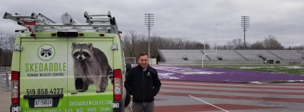 skedaddle humane wildlife control ottawa skedaddle humane wildlife control ottawa