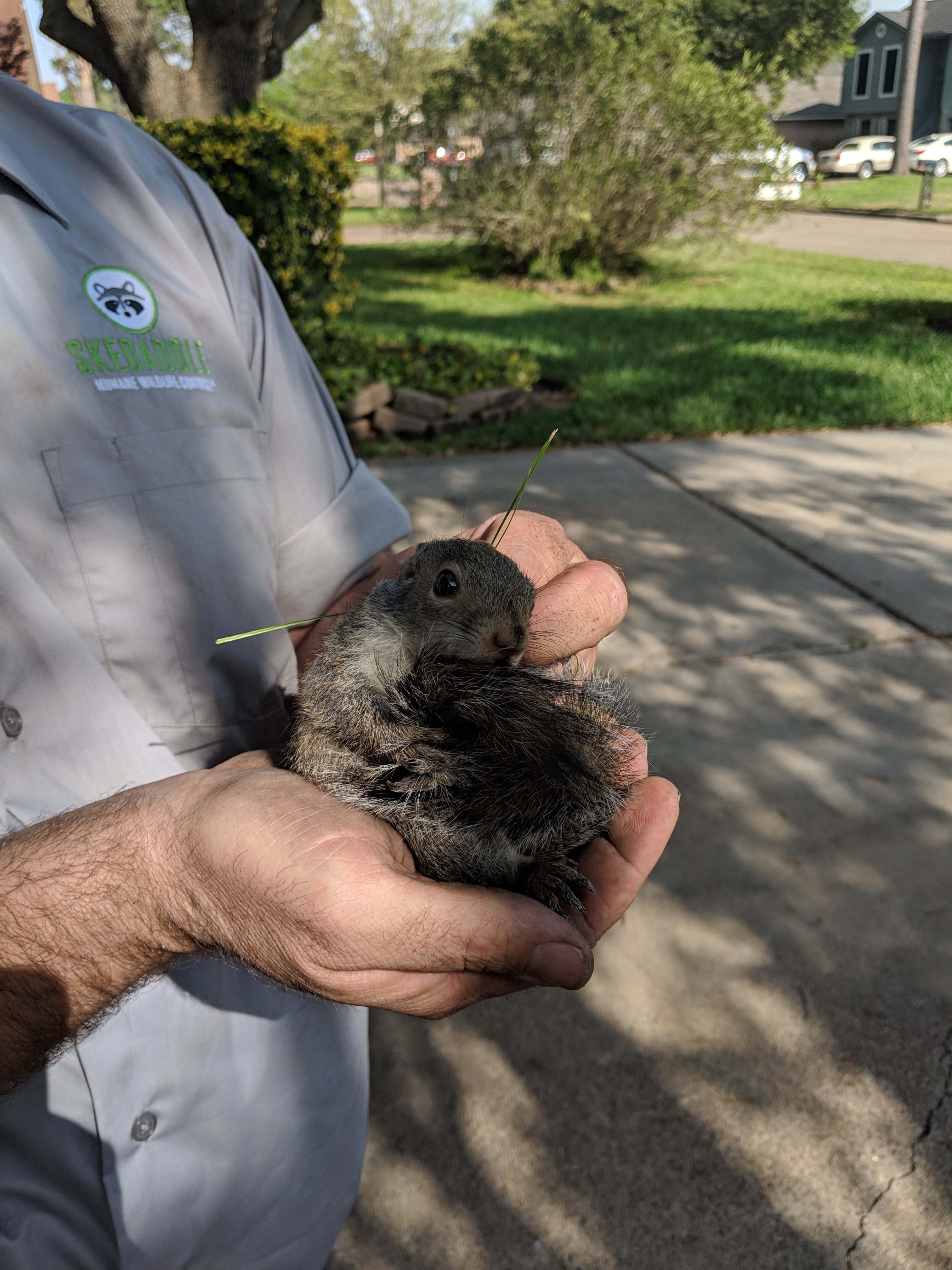skedaddle humane wildlife control ottawa skedaddle humane wildlife control ottawa