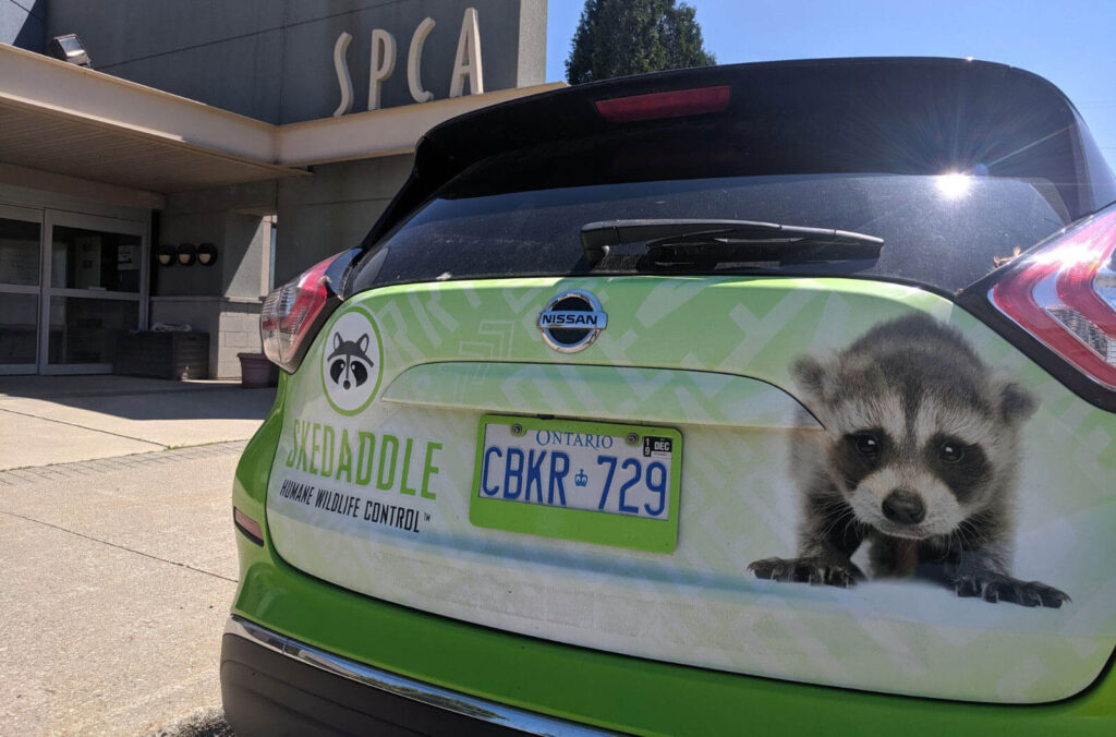 Hamilton Skedaddle Humane Wildlife Control Skedaddle Humane Wildlife Control