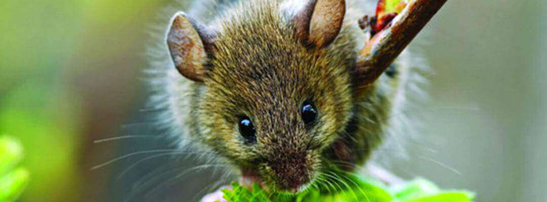 humane mouse removal: 9 steps for a rodent-free home