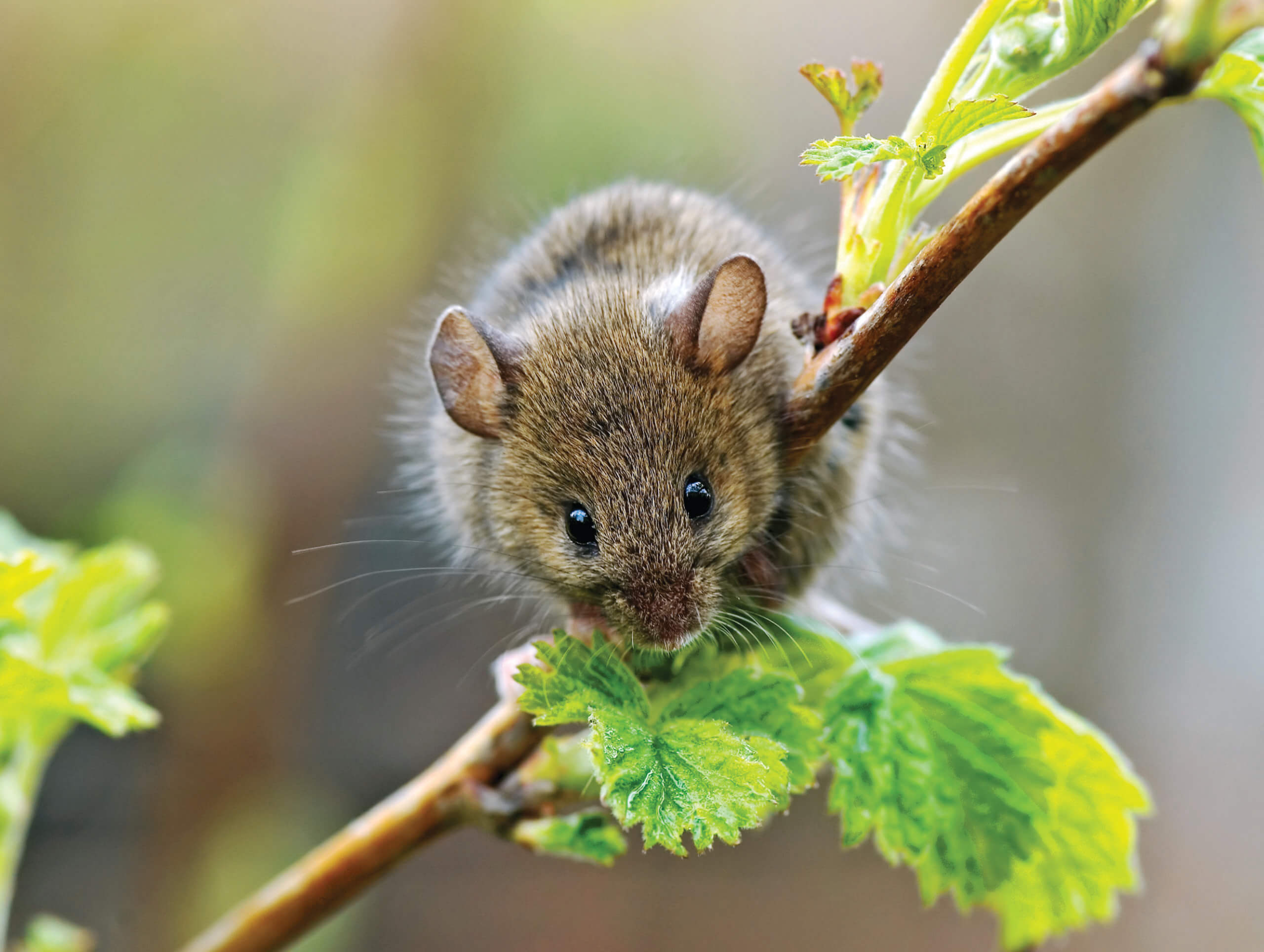 Rodent Proof Storage: 8 Ways to Keep Mice Out Permanently