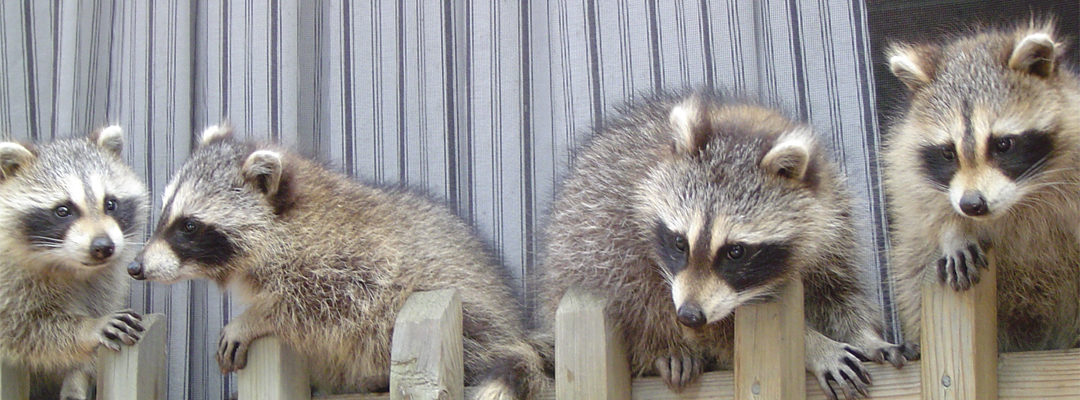 Montreal Raccoons