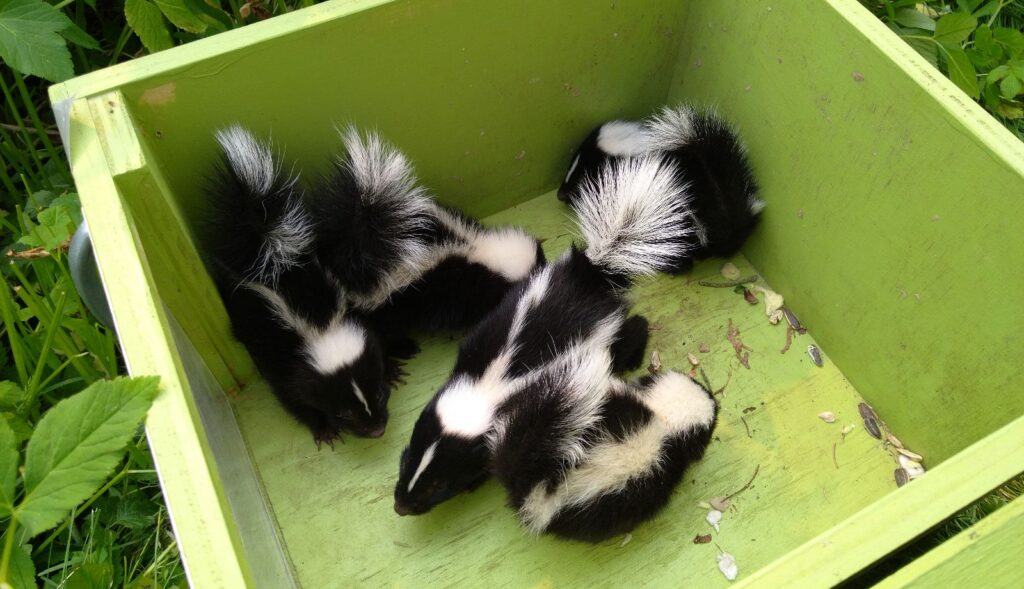 Ottawa skedaddle humane wildlife control June 2023 baby skunk skunks box removal screening damage 3 (2)