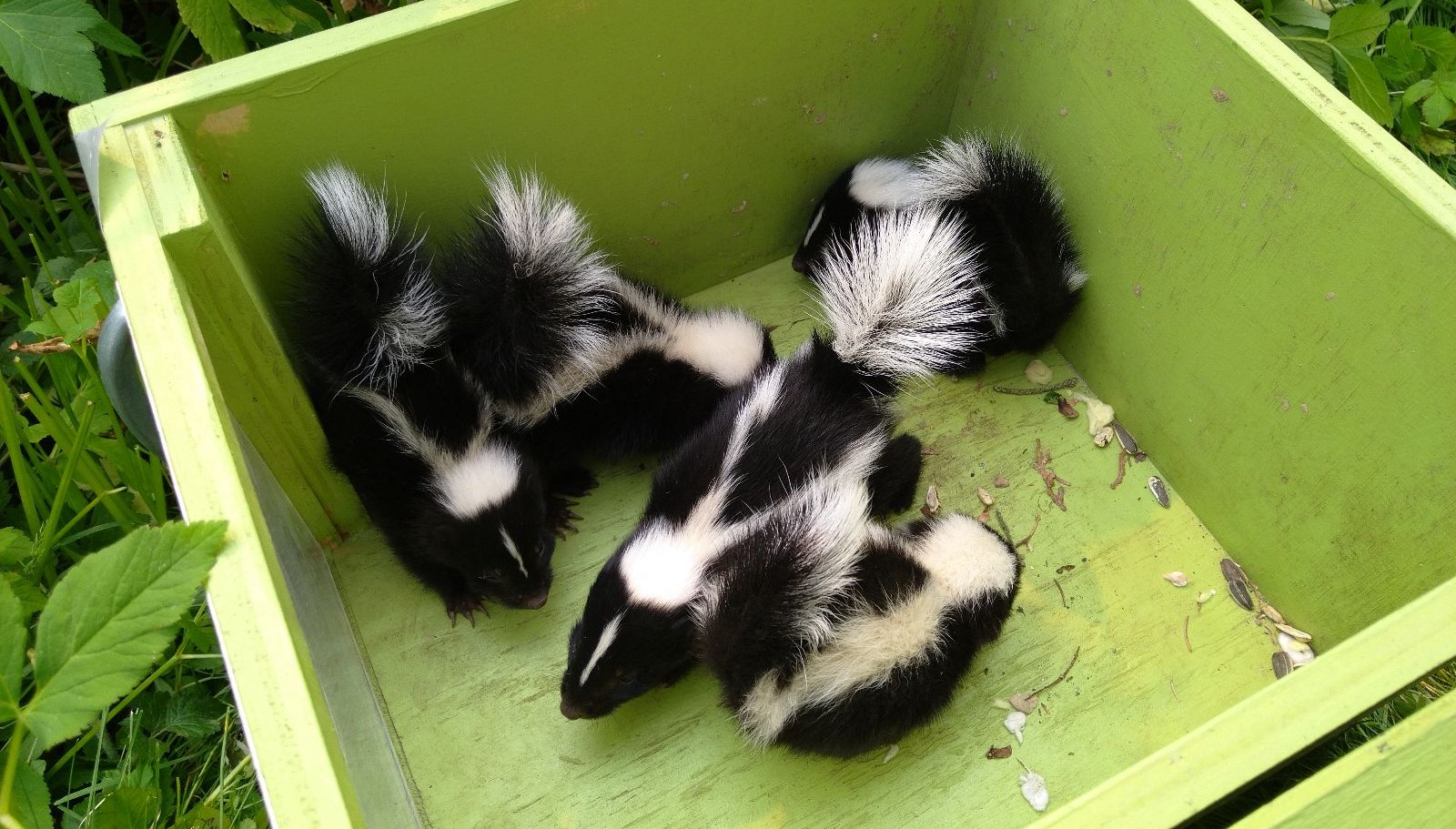 Ottawa skedaddle humane wildlife control June 2023 baby skunk skunks box removal screening damage 3 WIDE (1)