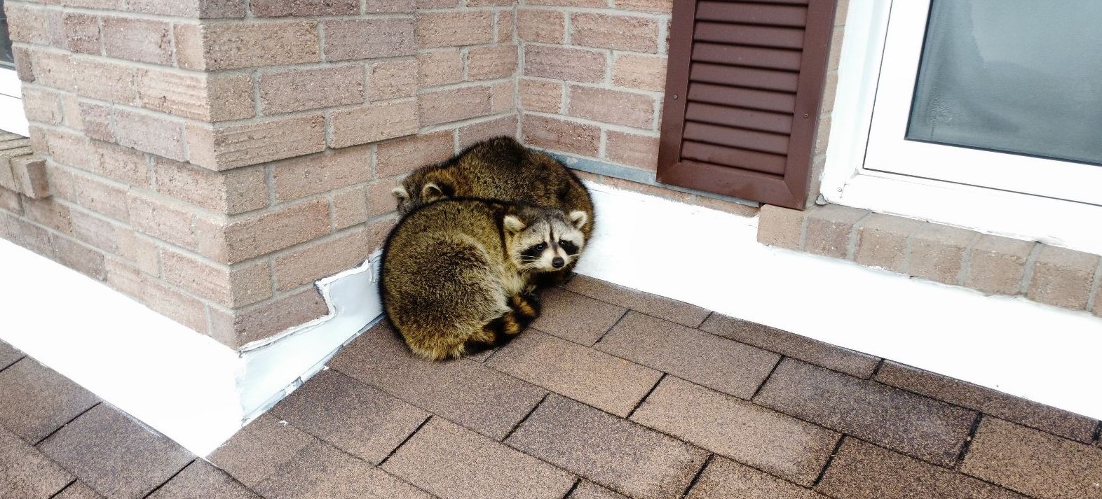 Raccoon Removal Etobicoke