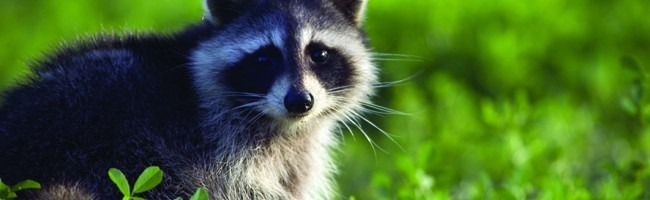 Raccoon photo