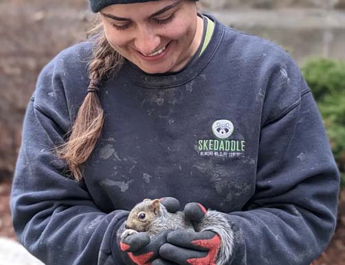 Skedaddle Wildlife Technician Safely Holding a Rescued Baby Squirrel