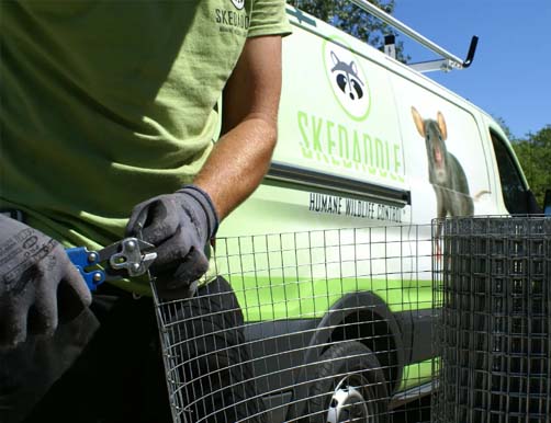 Skedaddle Technician Cutting Galvanized Exclusion Mesh for Wildlife Prevention