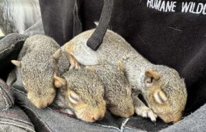 A wildlife technician wearing protective gloves cradling four small baby squirrels