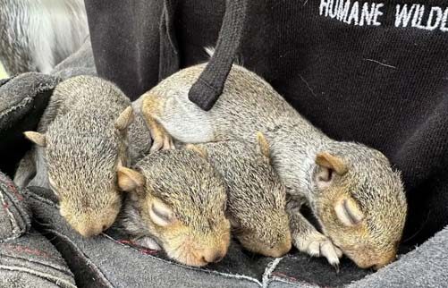 A wildlife technician wearing protective gloves cradling four small baby squirrels