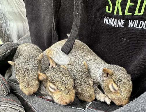Skeda technician with baby squirrel