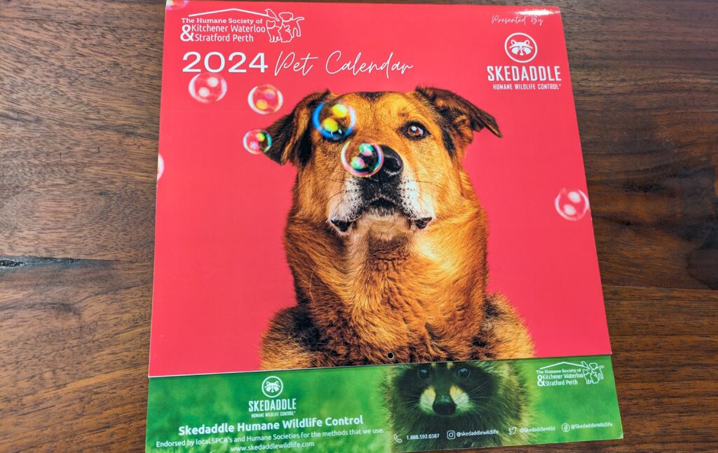 Skedaddle Kitchener Pet Calendar