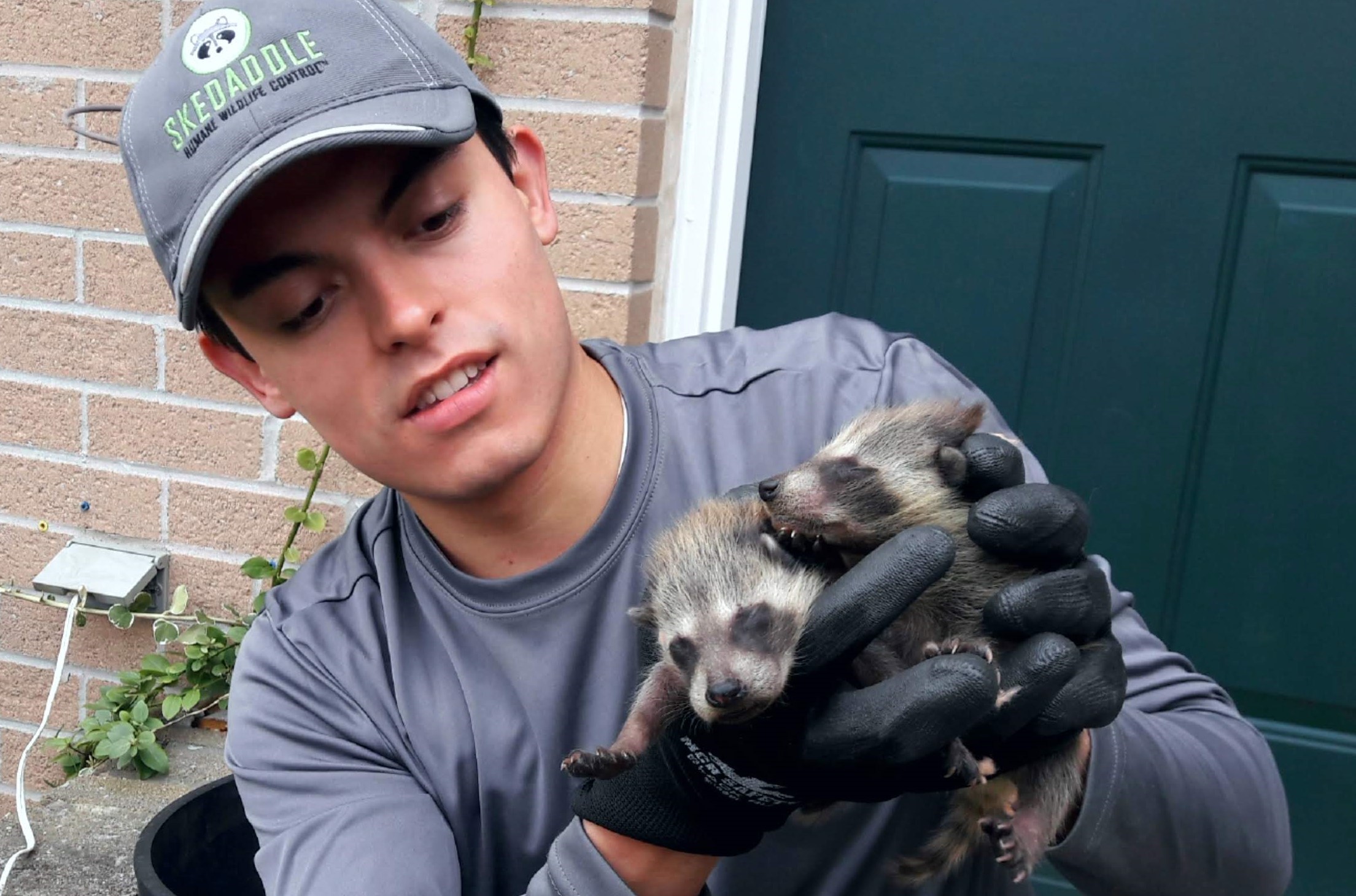 Skedaddle Mississauga Technician Holding Raccoon Babies