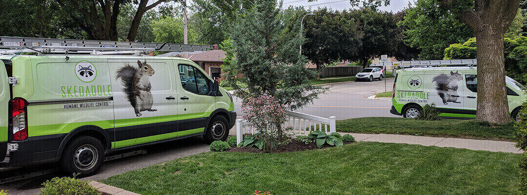 skedaddle humane wildlife control franchise