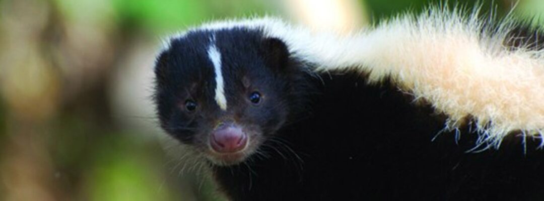 Skunk Photo