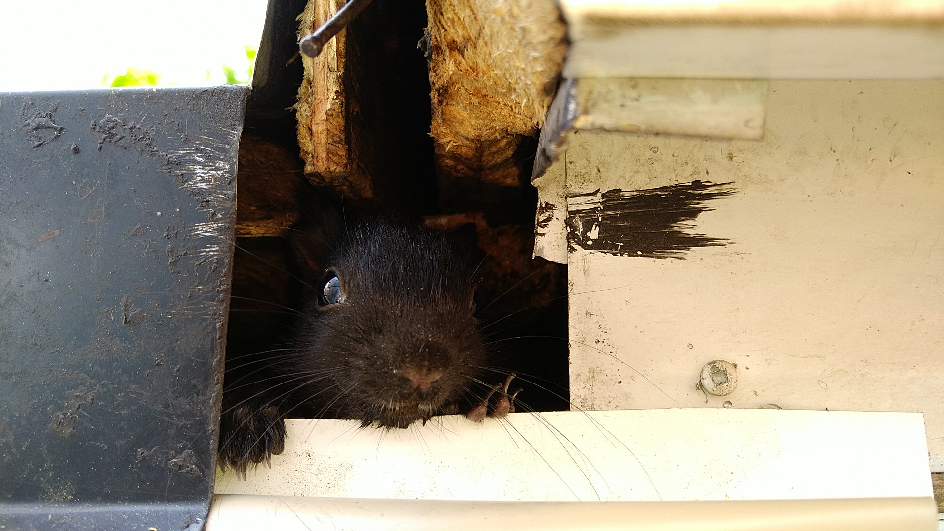 Squirrel Removal Scarborough