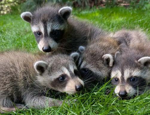  baby raccoons on lawn