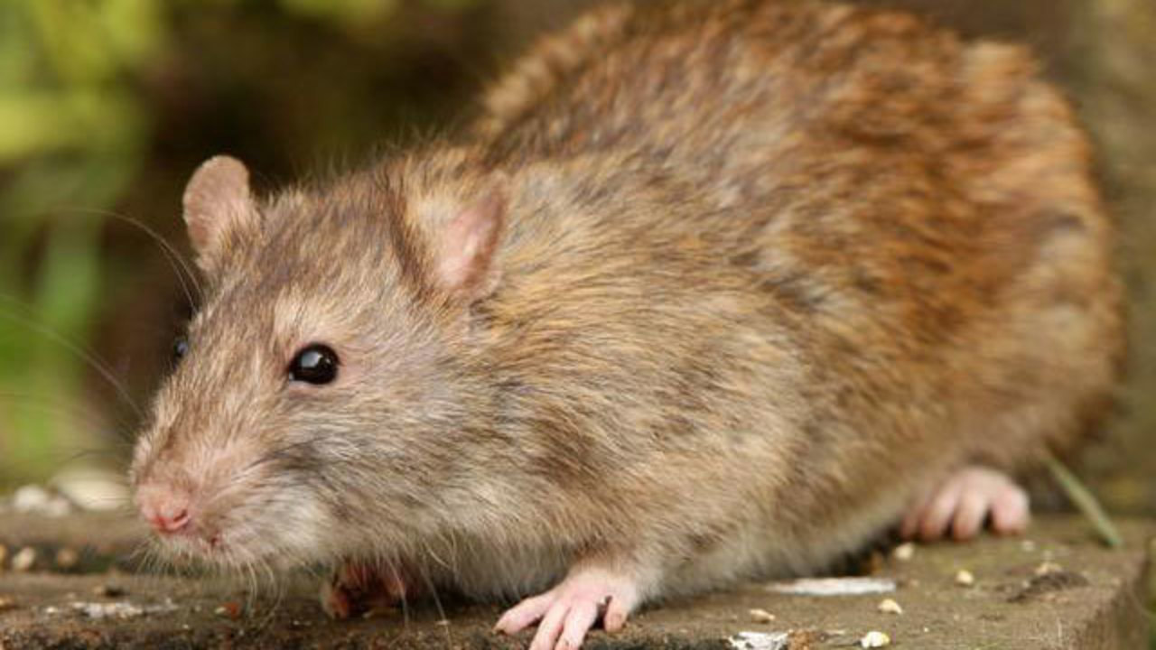 Rodent and Pest Control  Anne Arundel County Health Department