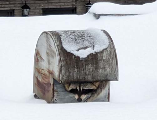 Raccoon Hidden in Snow