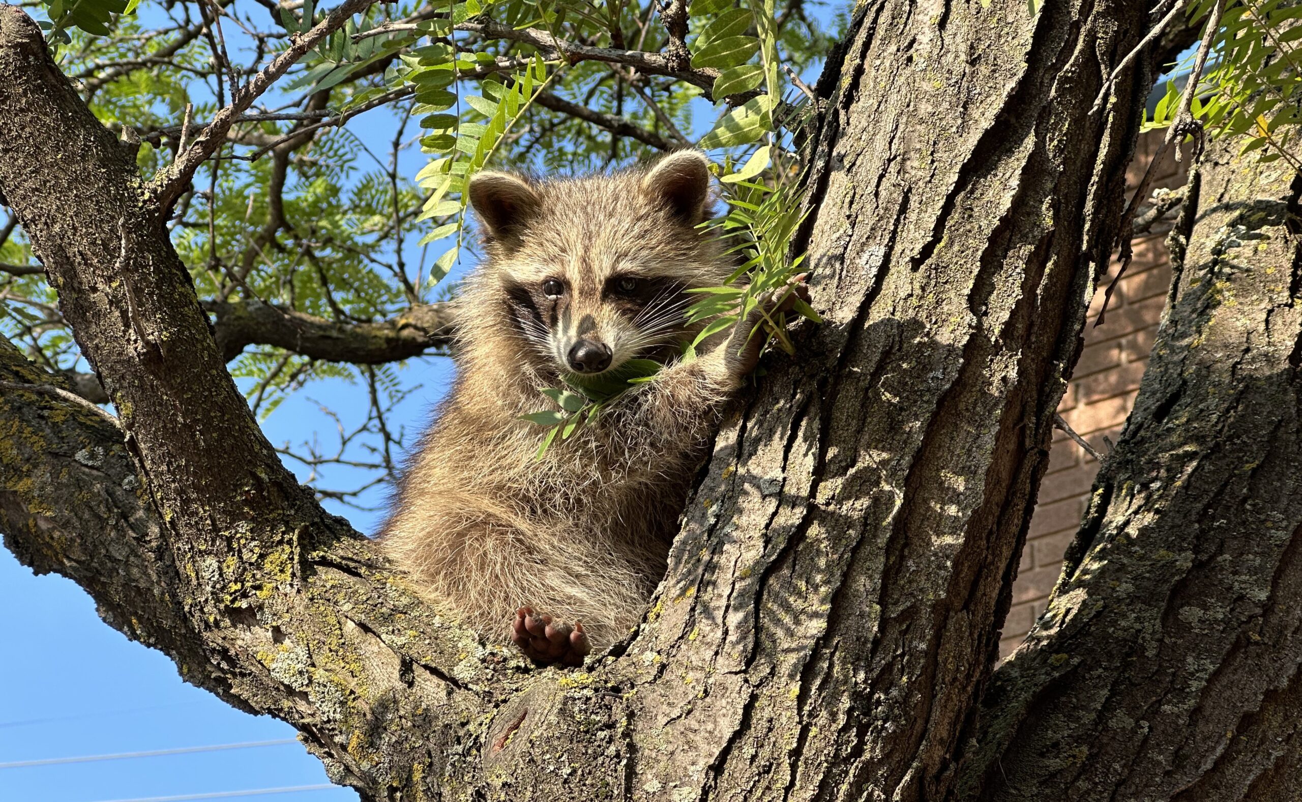 raccoon in tree summer spring raccoons Ottawa Ontario skedaddle humane wildlife control August 2023 WIDE (1)