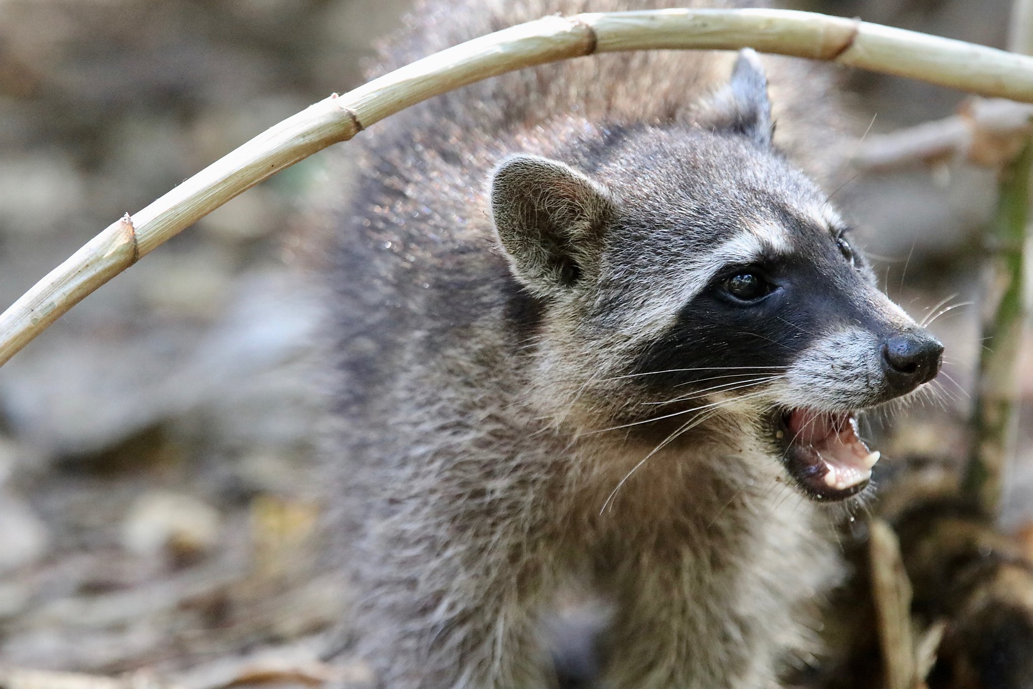 How To Tell If A Raccoon Is Rabid