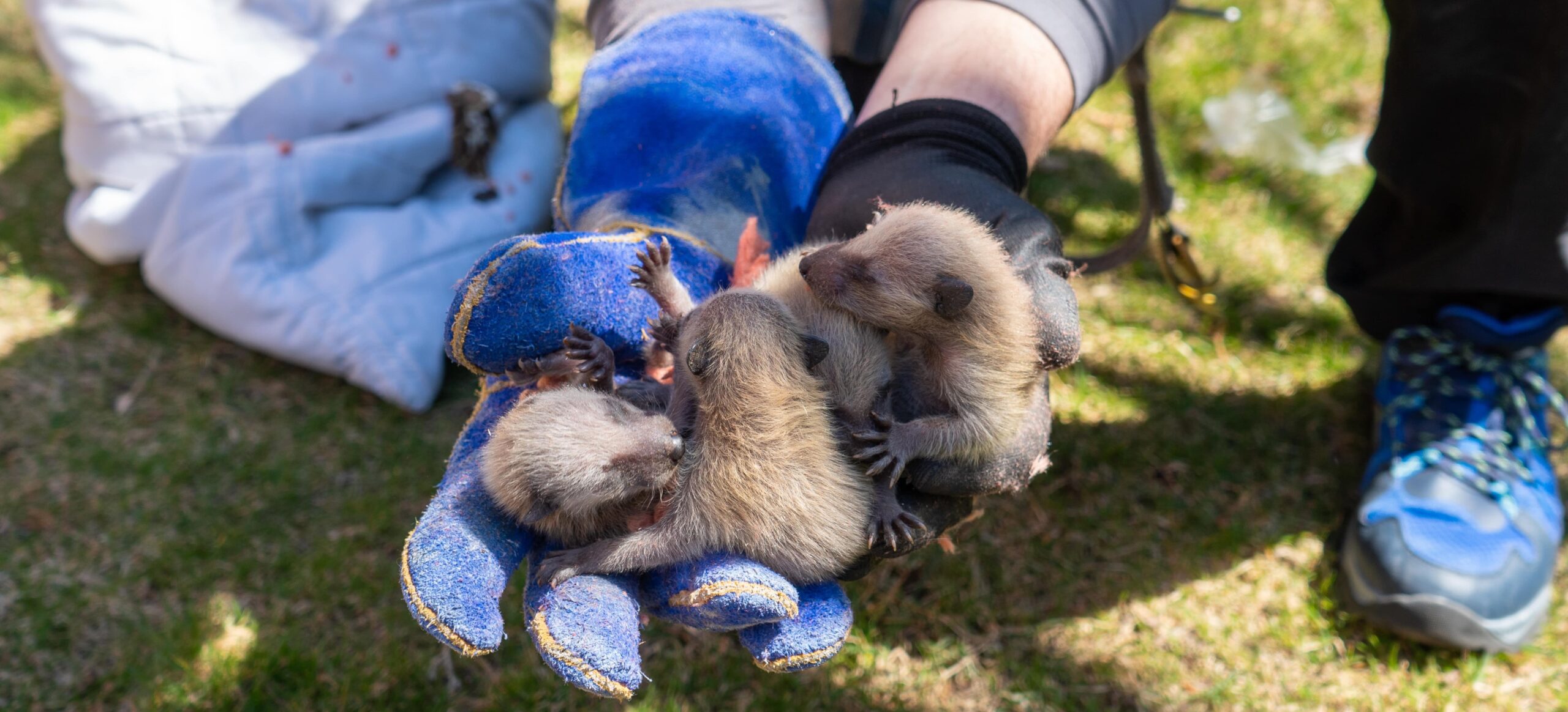 skedaddle humane wildlife control May 2023 raccoon litter removal technician newborn kits (1)