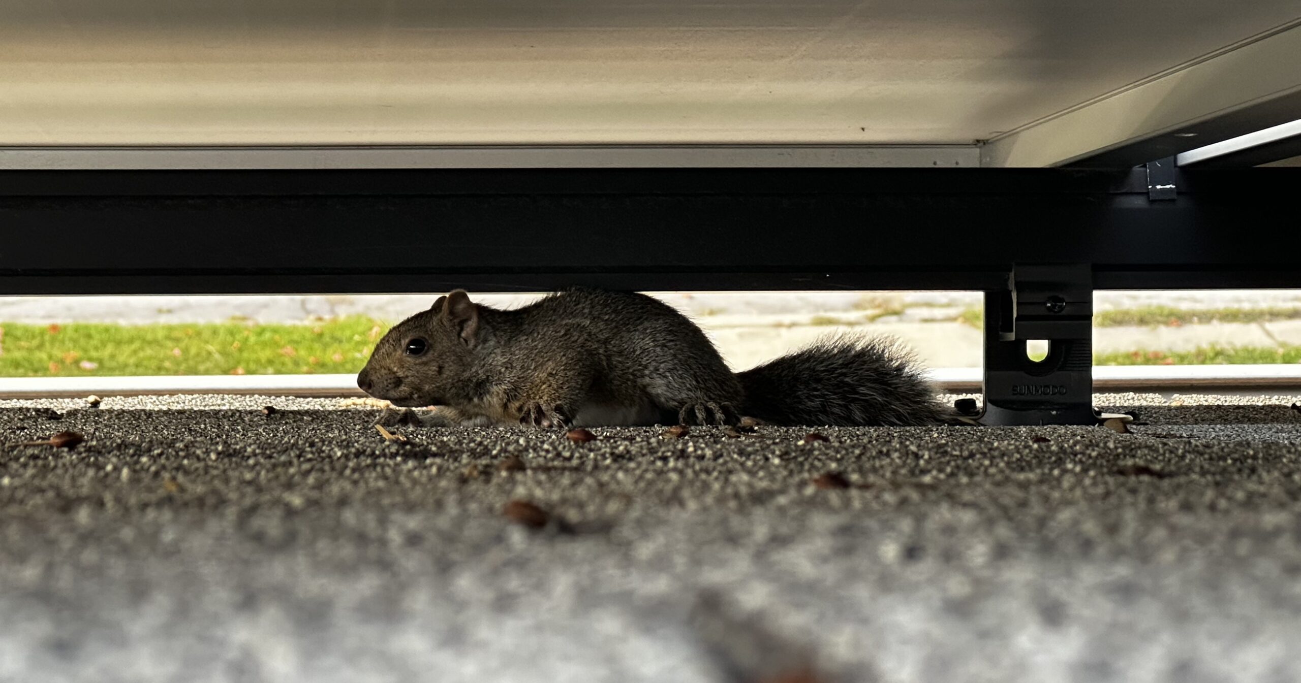 squirrel under solar panel Madison Milwaukee Wisconsin skedaddle humane wildlife control October 2023 2 (2)