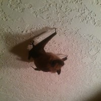 bat hanging from ceiling