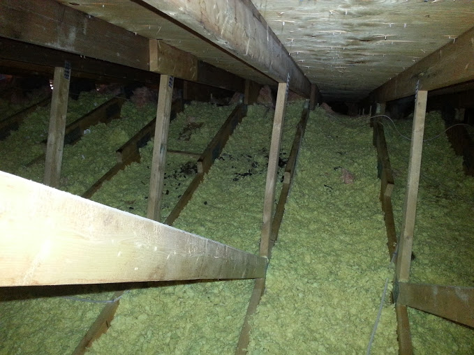 Raccoons leave droppings behind inside attics and compact insulation